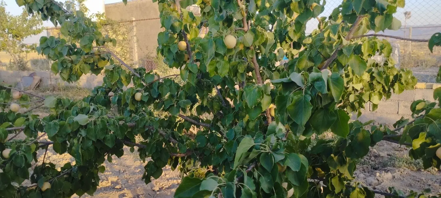 باغ سوسن آباد