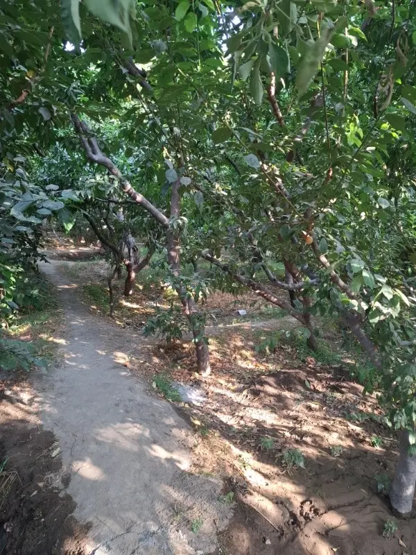 باغچه