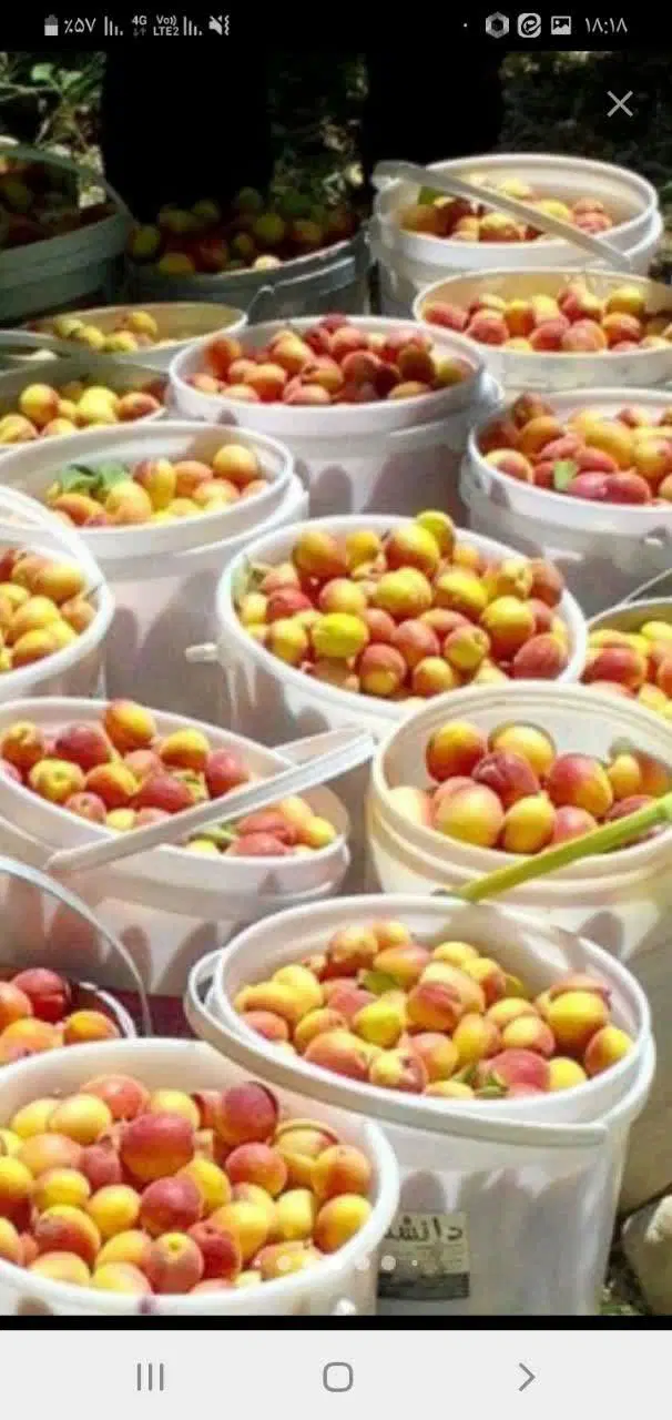 فروش یا معاوضه باغ با ملک یا ماشین