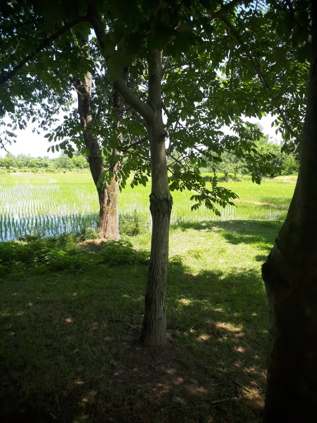 زمین مسکونی با پروانه ساخت