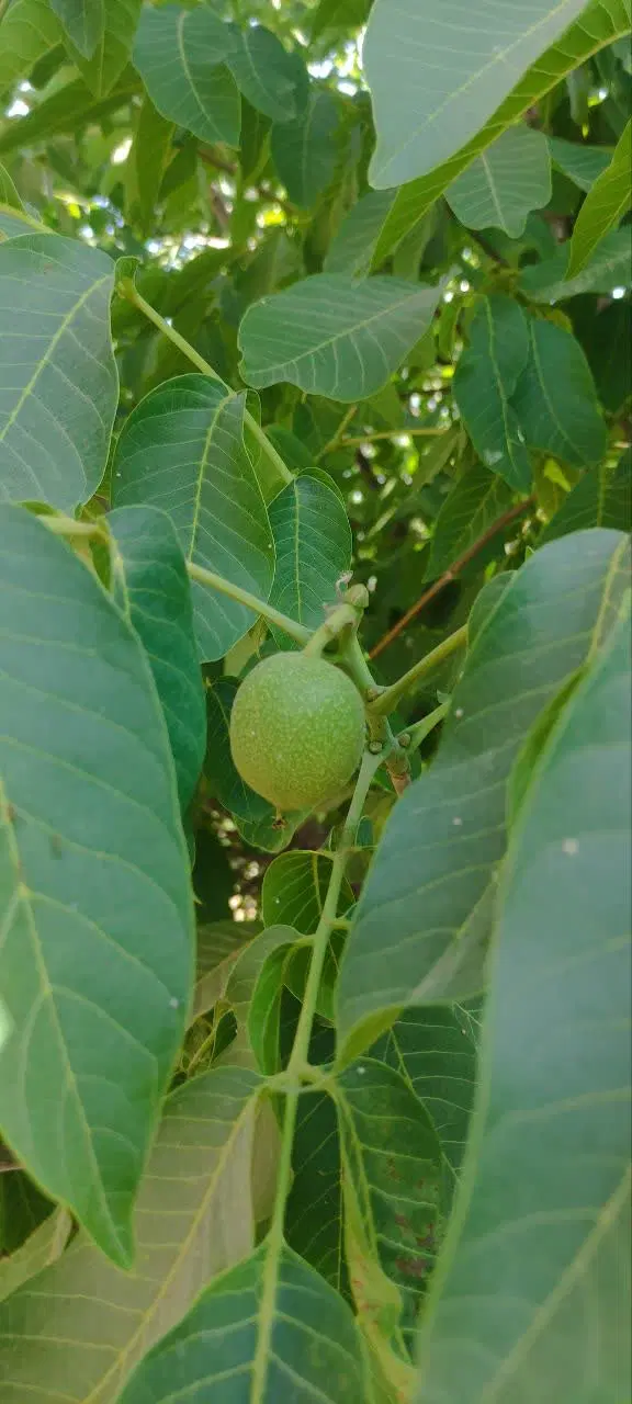 فروش ویلای 800 متری مسکونی در روستای کلان