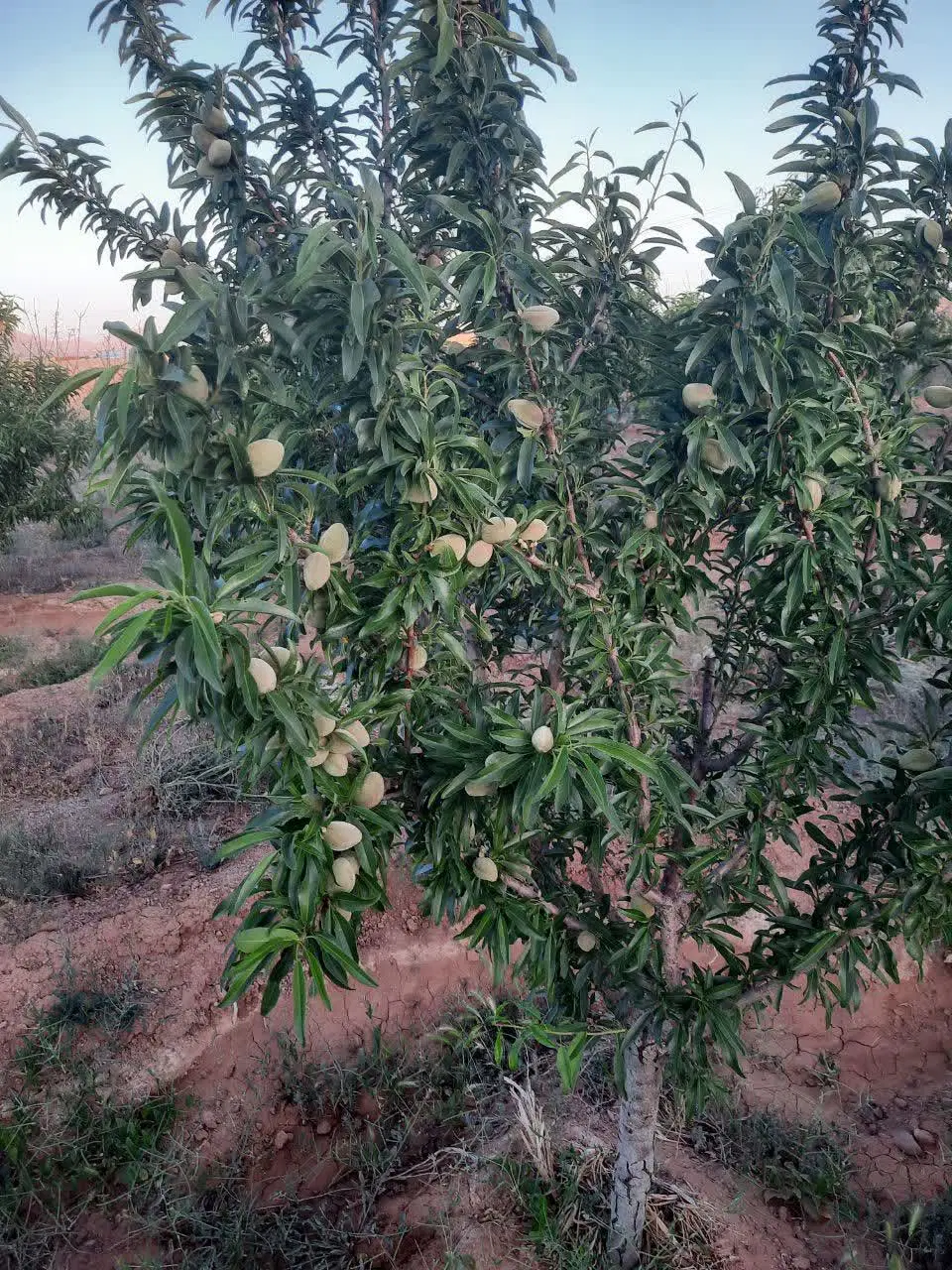 دوجریب باغ
