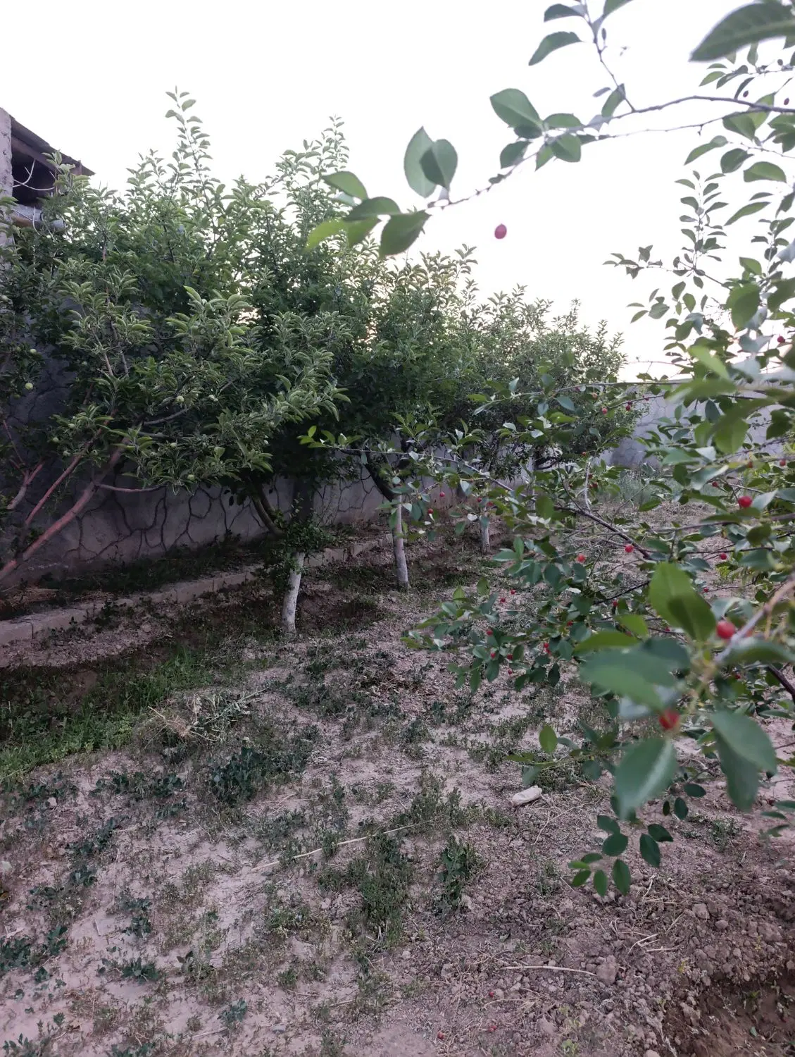 باغ 600متری ملکی