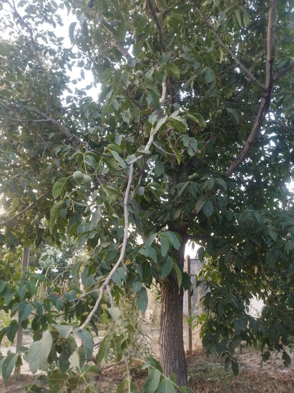 باغ گردو روستای تفریجان