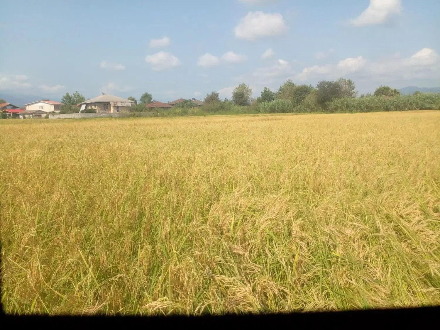 زمین شالیکاری در لنگرود