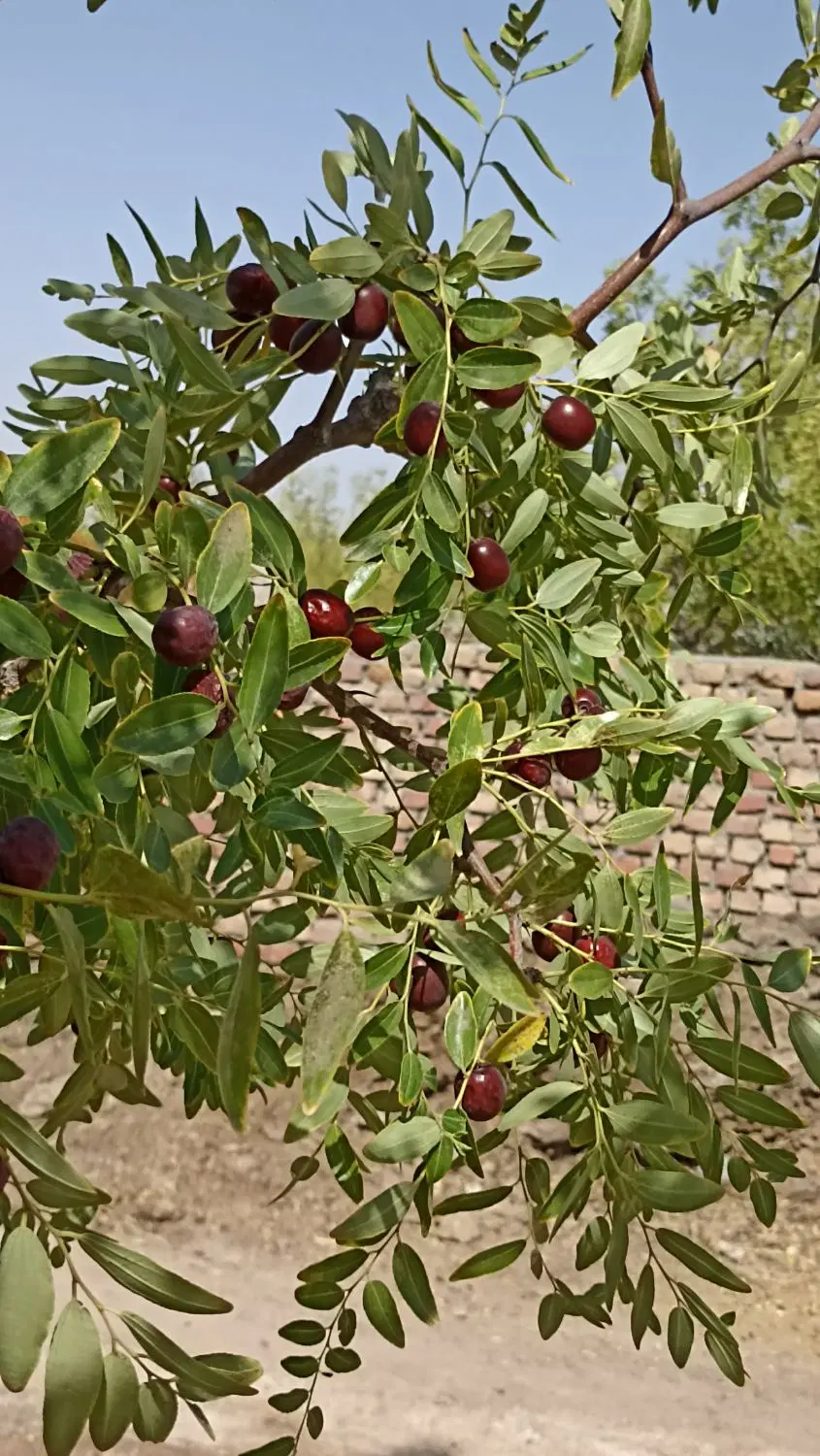 زمین کشاورزی