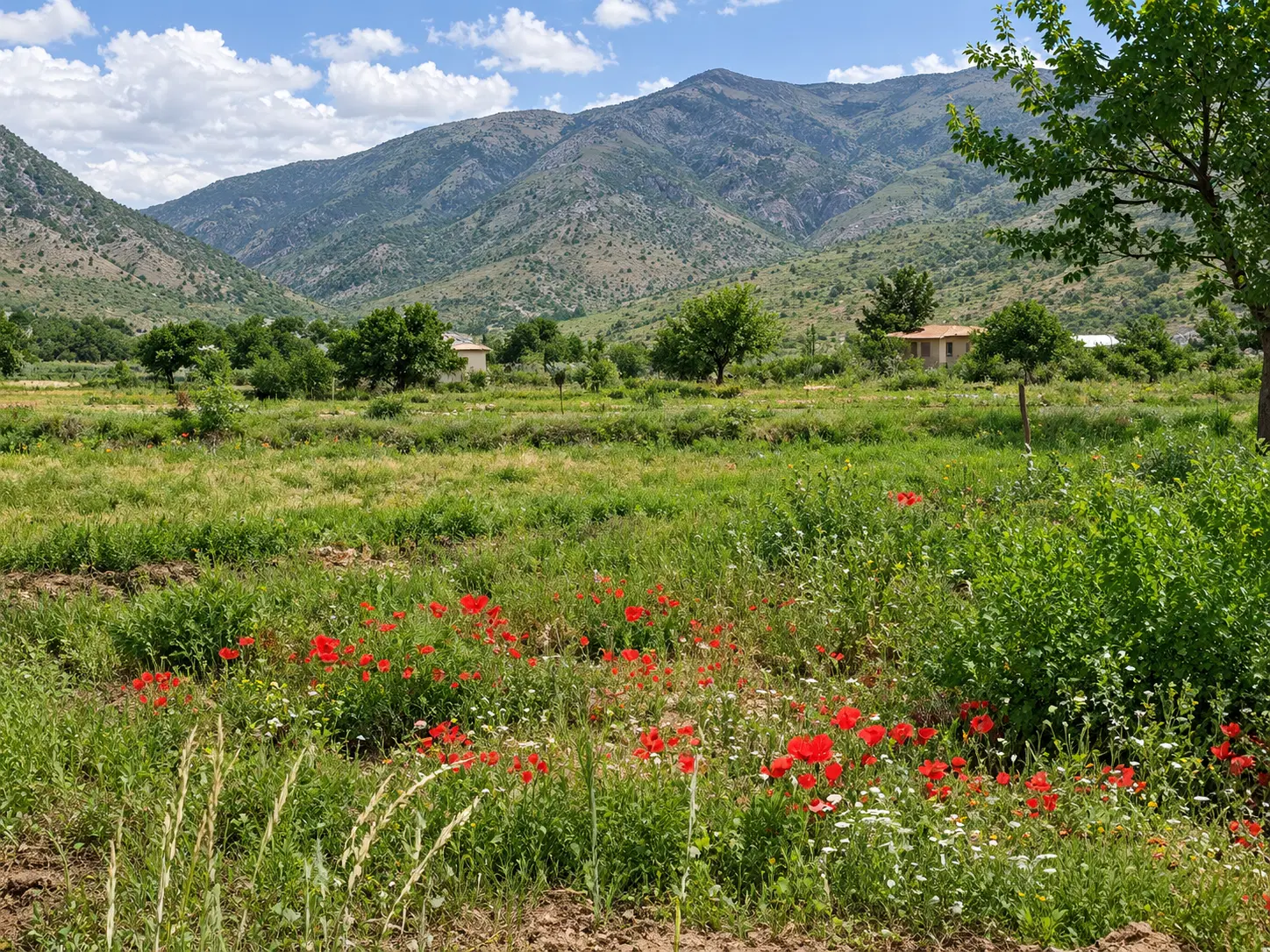 زمین روستای بغدادی داخل طرح هادی