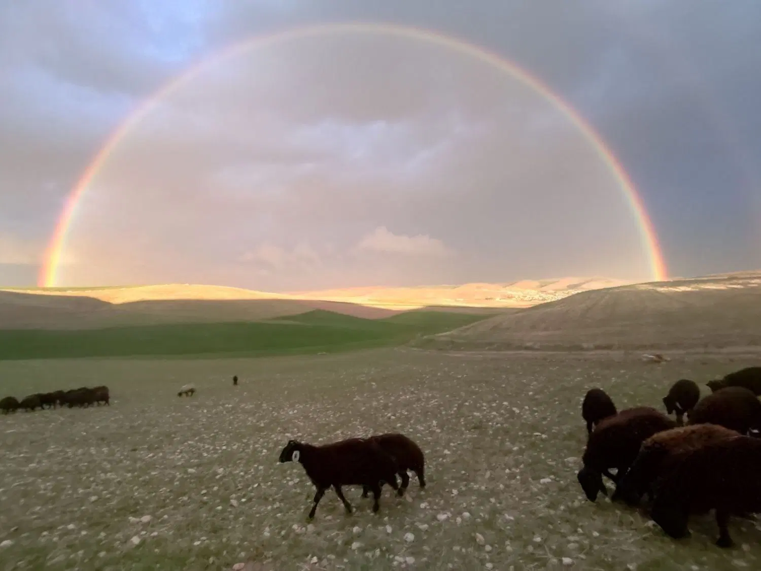 زمین روستای چشمه کبود گرگاو250متر دوبر