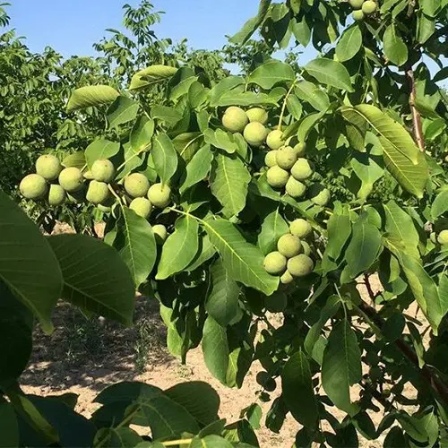 فروش باغچه
