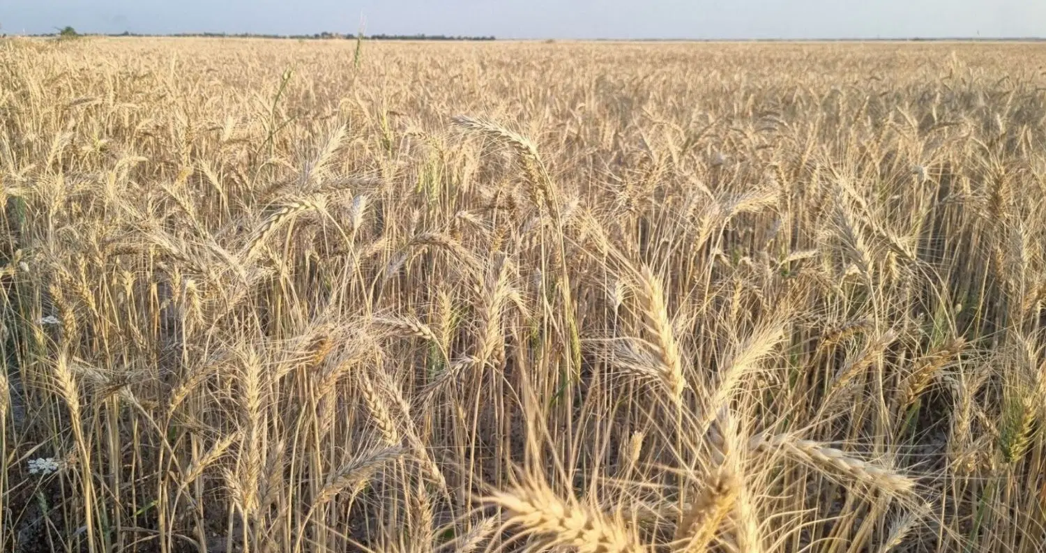 زمین کشاورزی