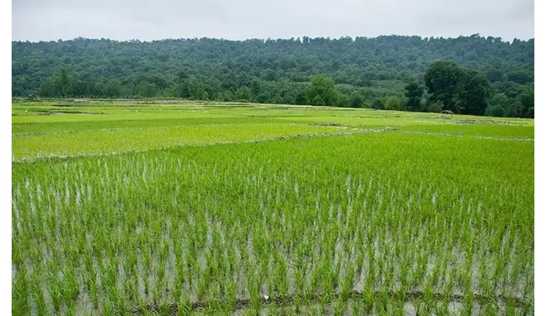 زمین برنج