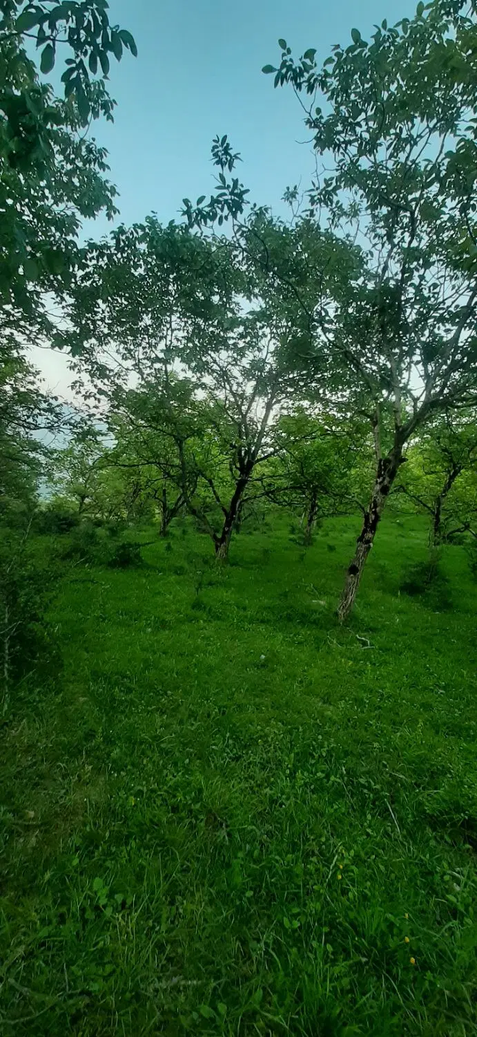زمین گردو باغ در ولیکبن سنگده