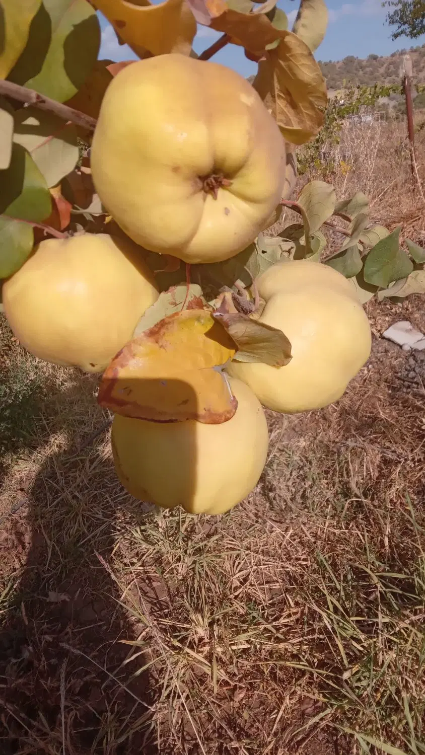 زمین برای باغ بیلو