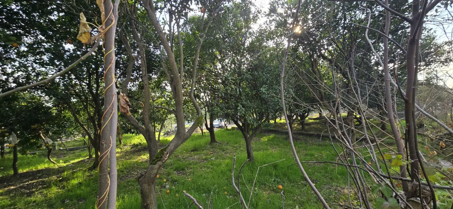 ۲۰۰ متر سند تکبرگ