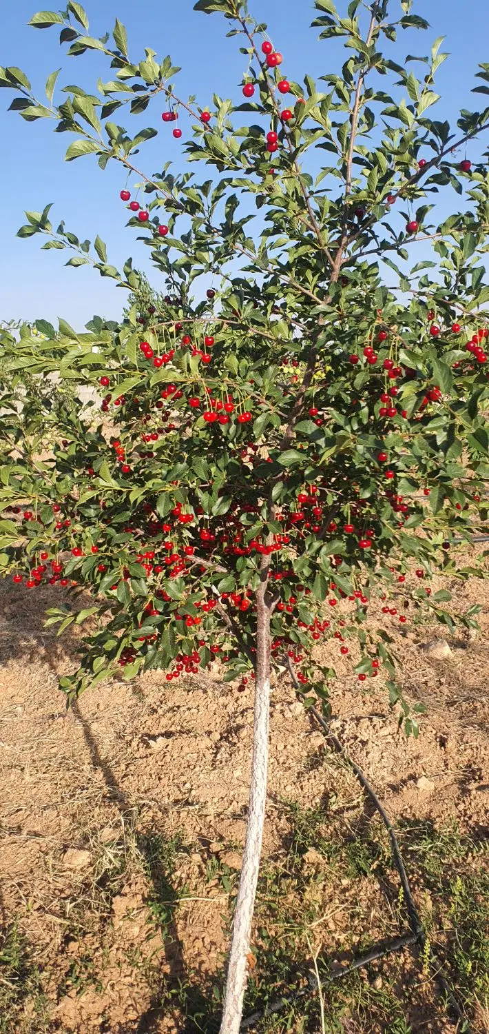 باغشهر در آبپرده با آب و برق و درختان ثمری