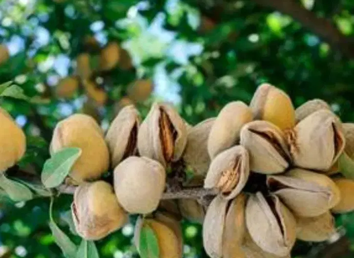 معاوضه باغ و خانه ویلایی دوطبقه