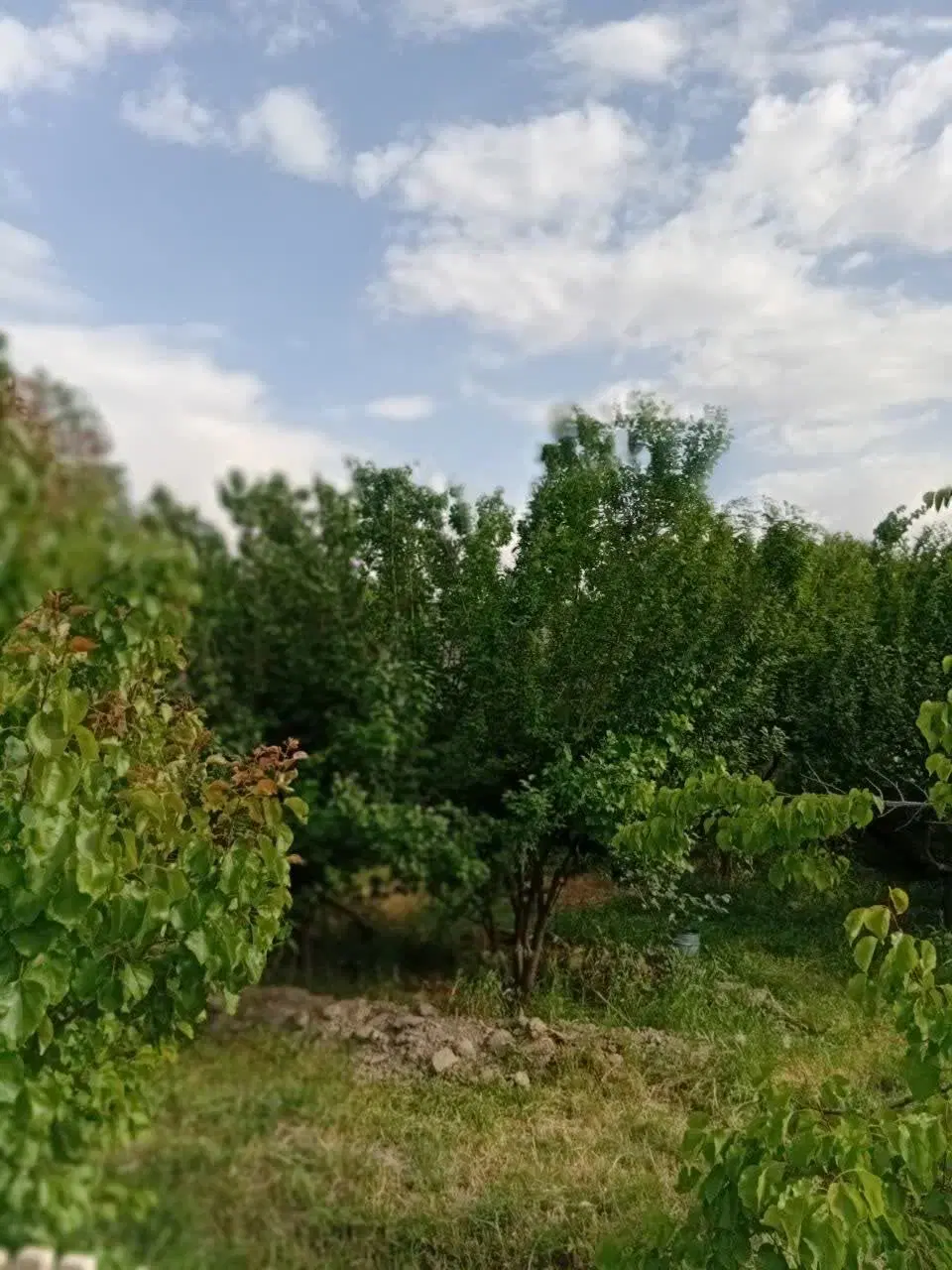 زمین و باغ سند دار