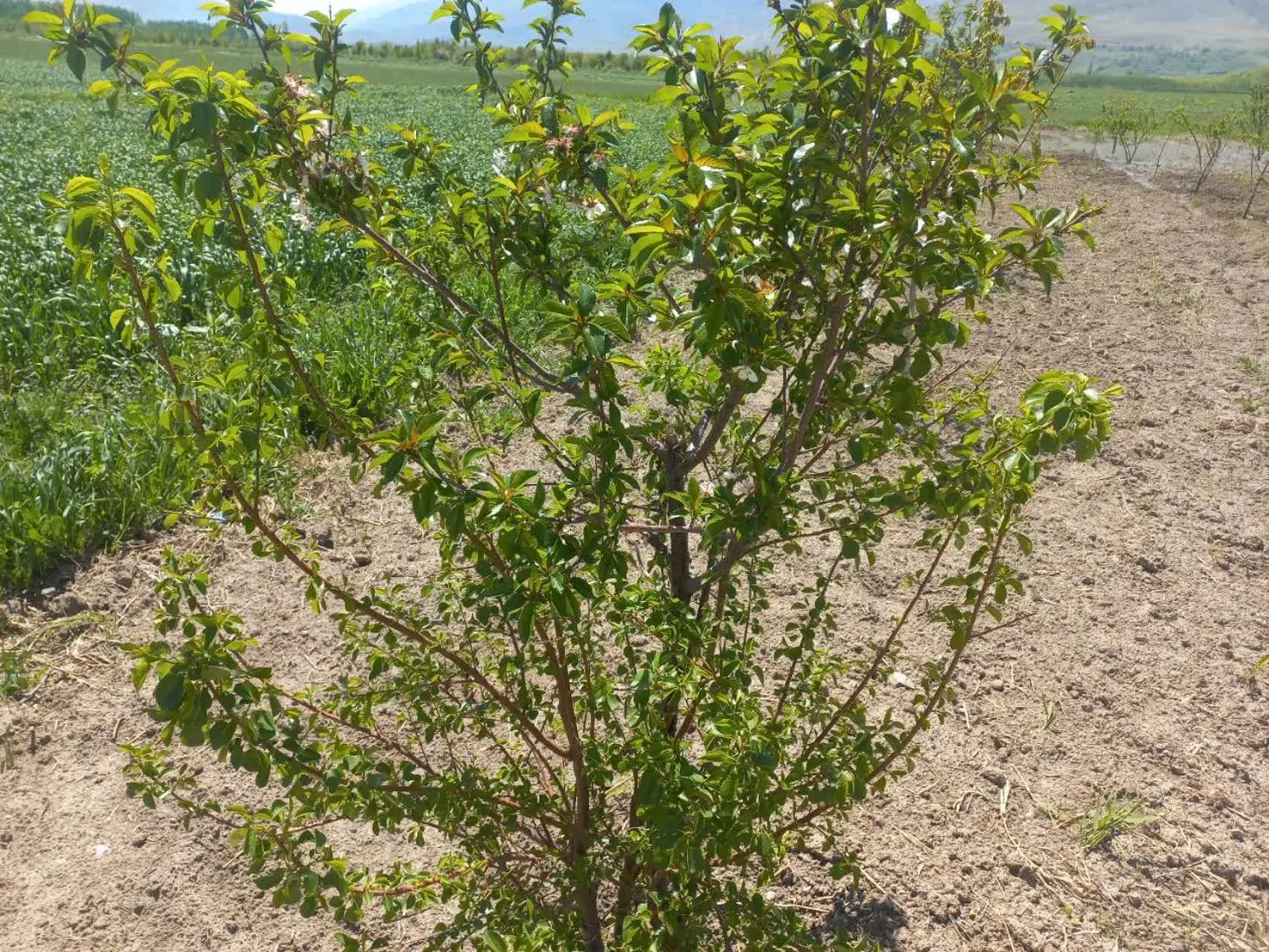 فروش زمین