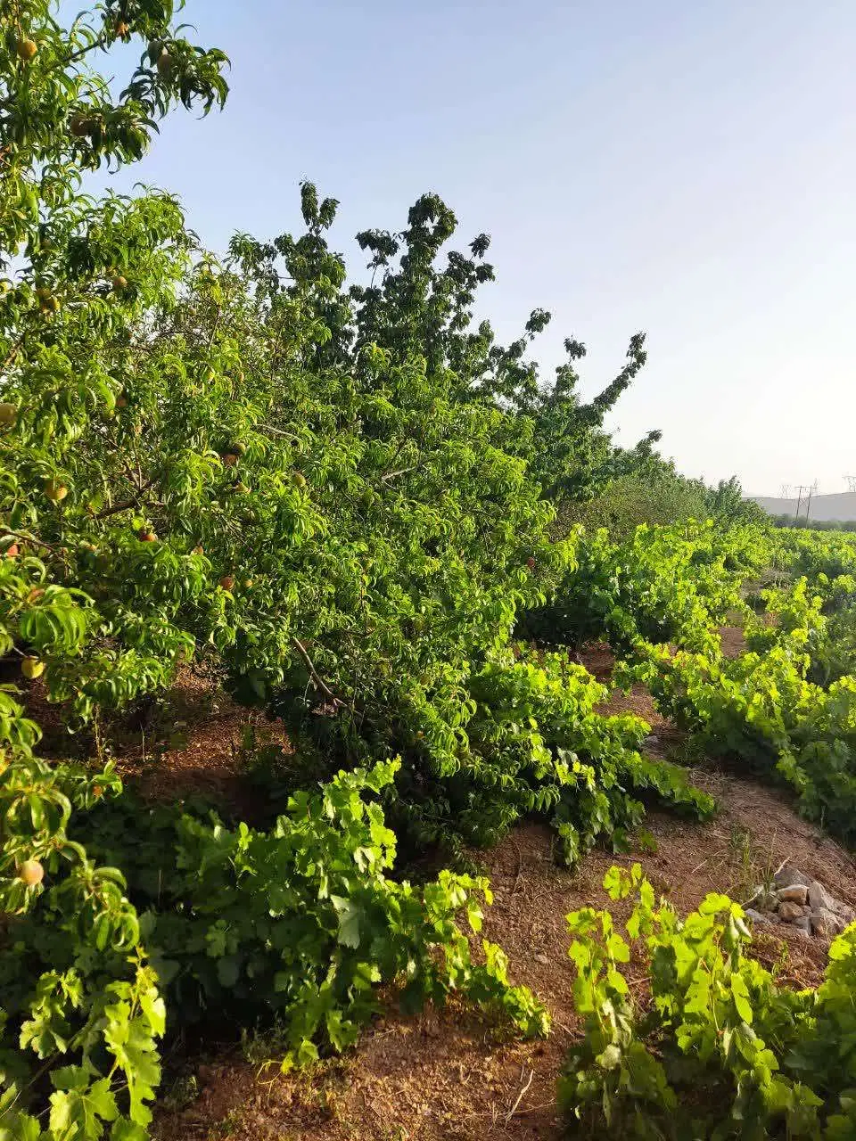 فروش باغ
