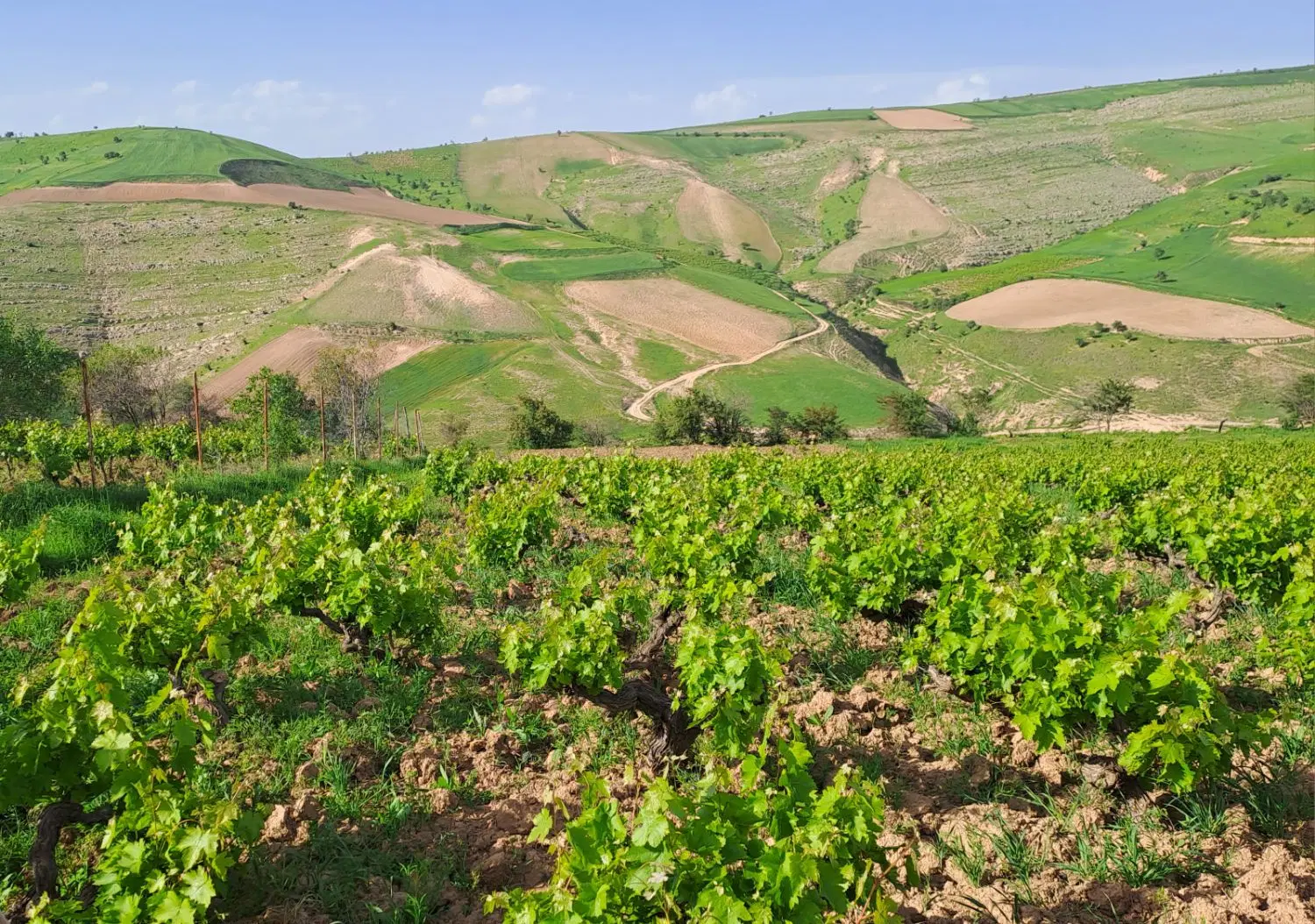 فروش زمین انگور