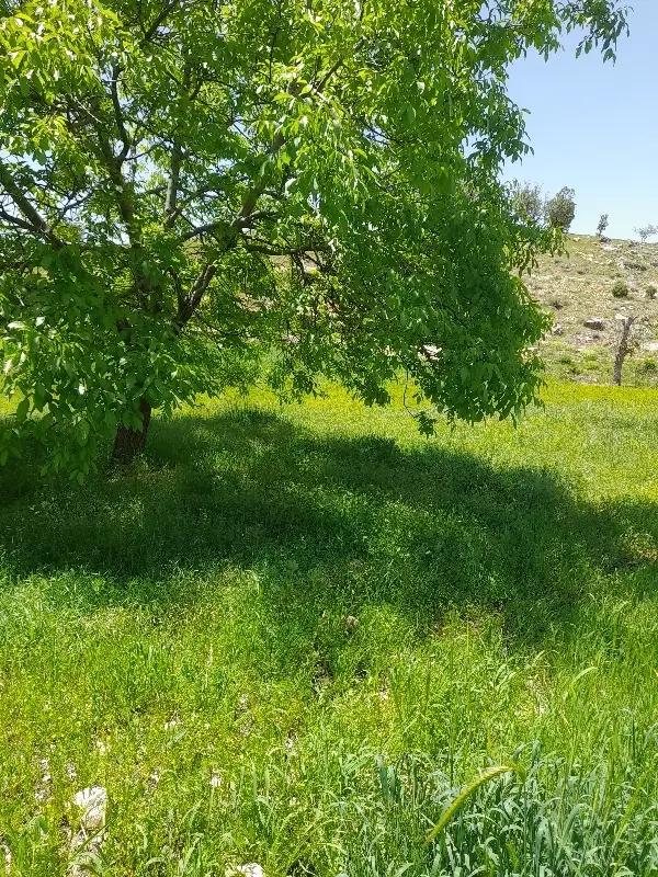 زمین مسکونی سروک