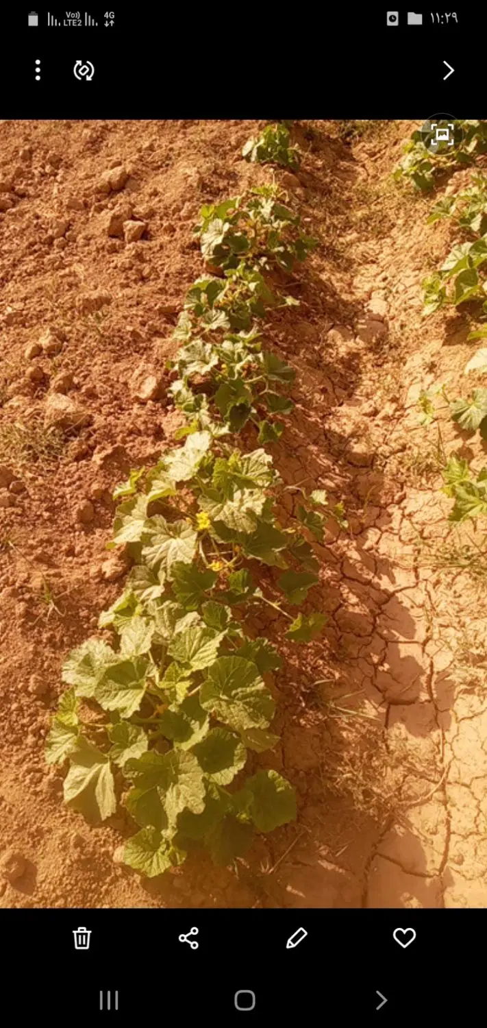 زمین‌باغچه
