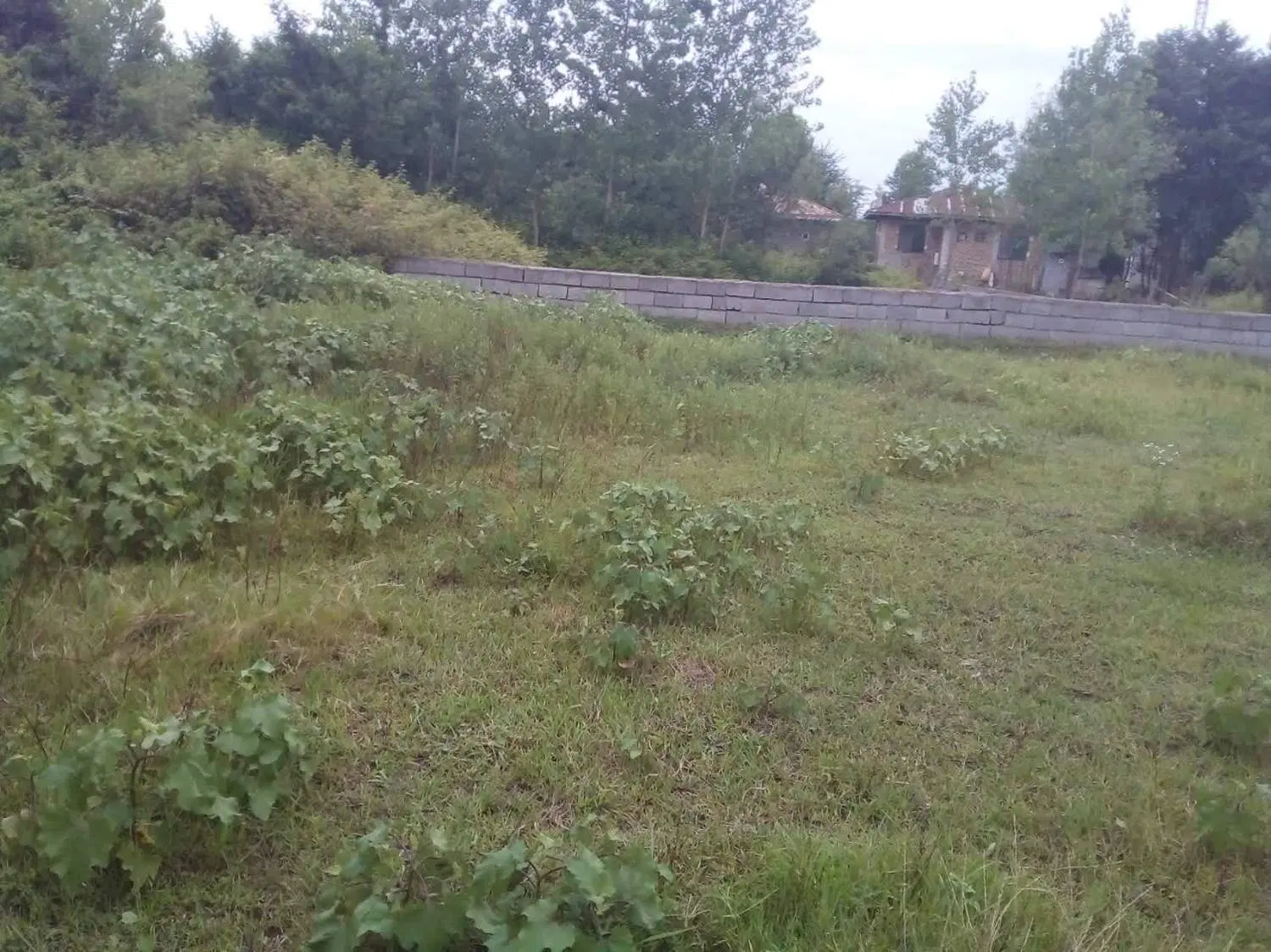 زمین 250 متری آماده ساخت در کوچکام ماسال