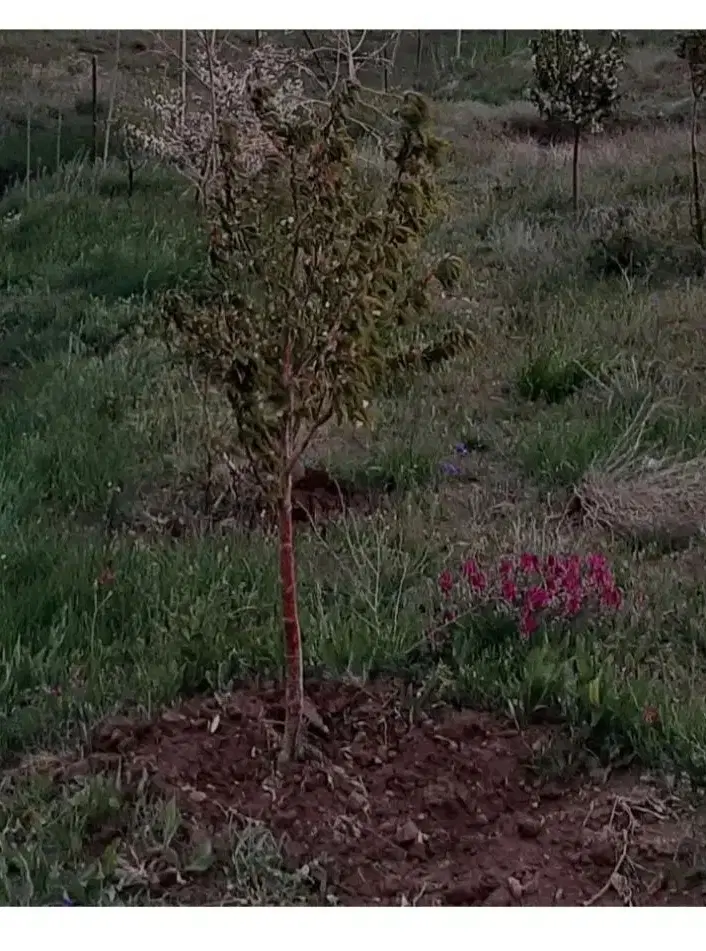 باغ ۱۵۰۰ متری