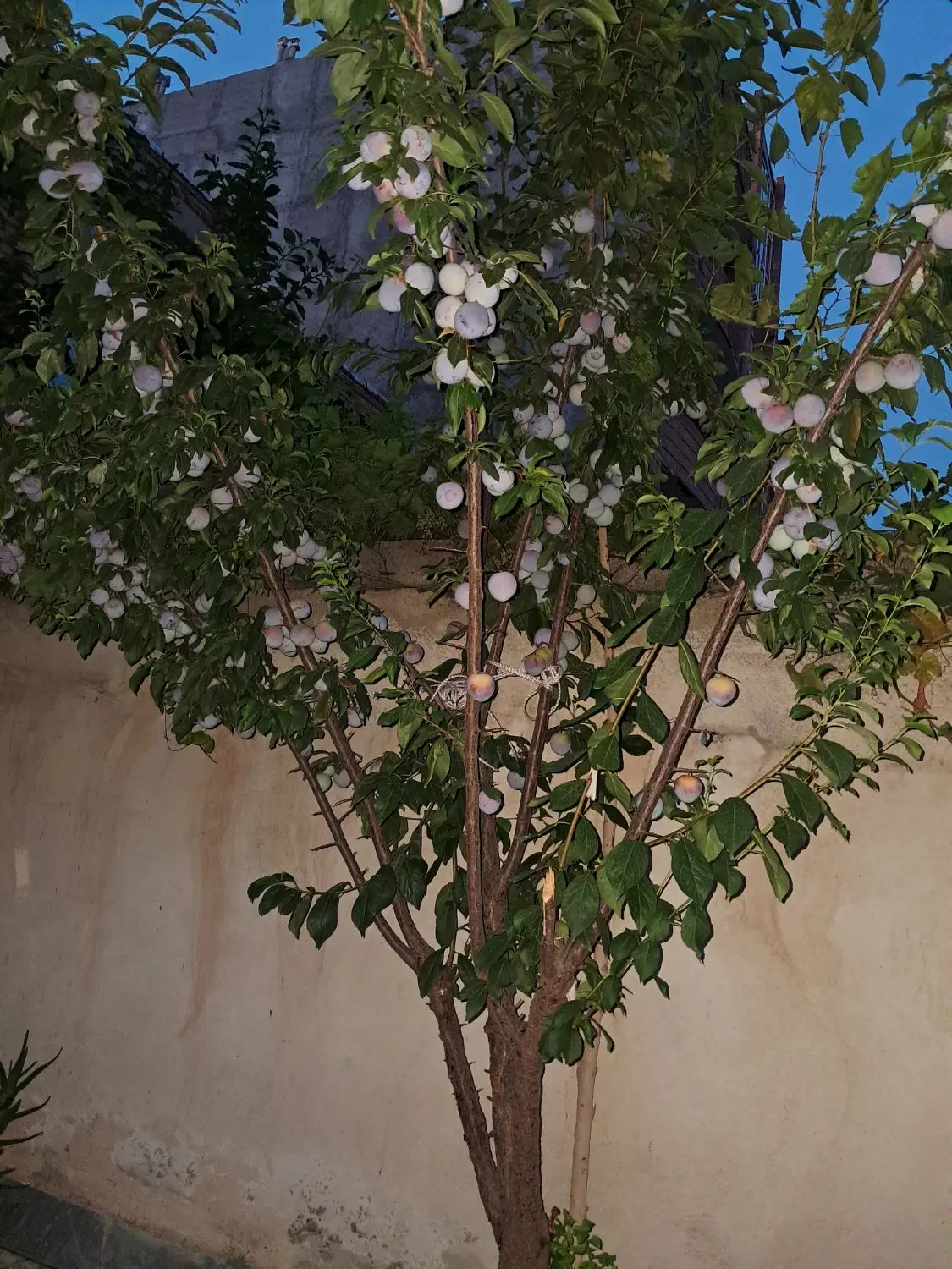 پشت کارخانه زمین باهنر