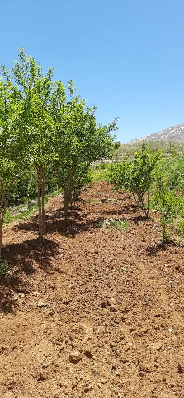 فروش باغ وچند تکه زمین باغی