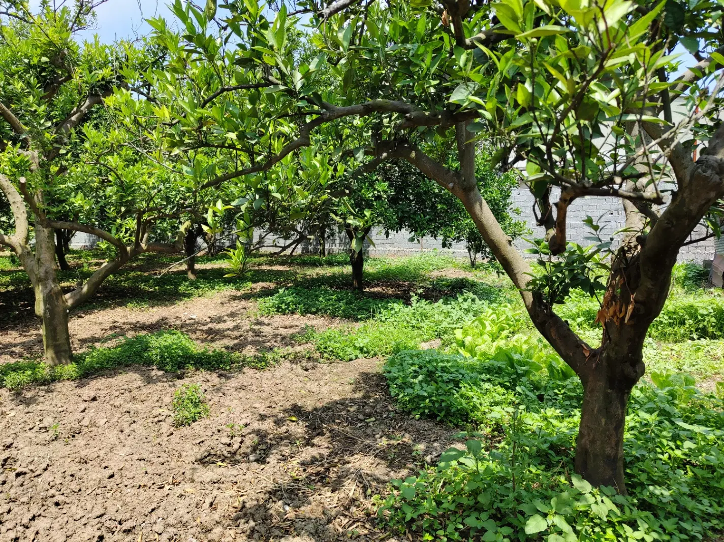 فروش زمین