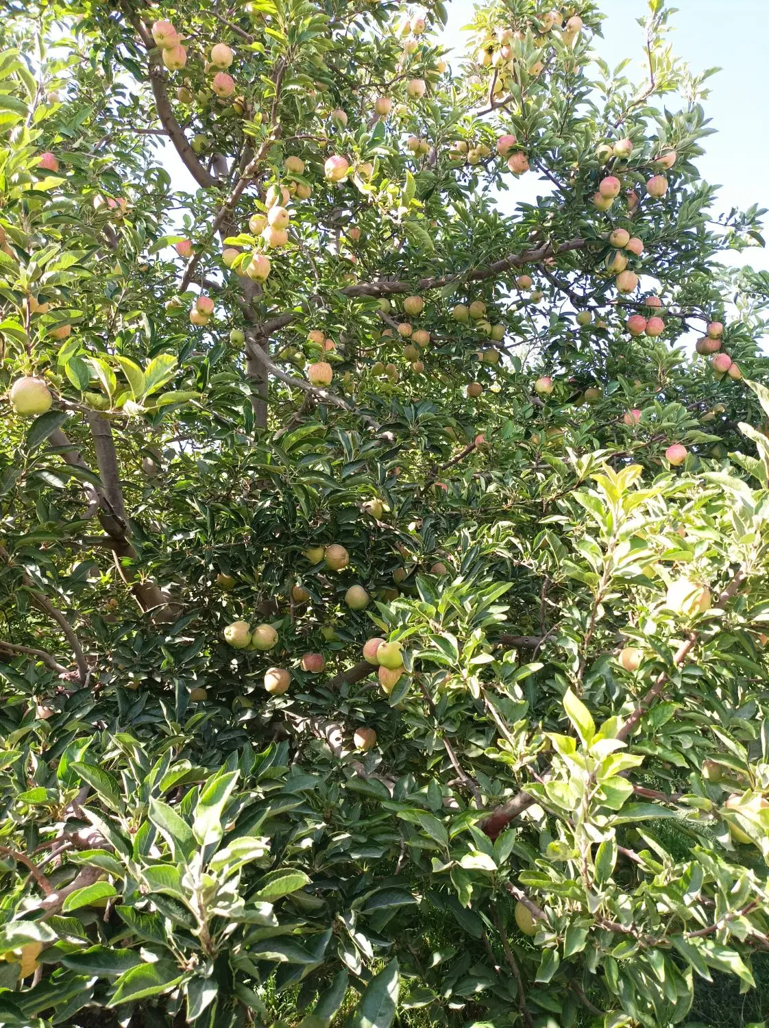 نیاز به یک باغبان