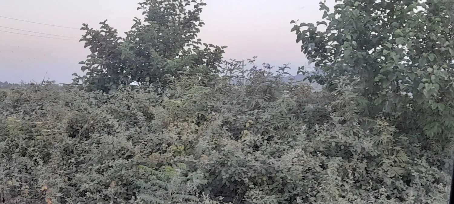 خانه و باغچه