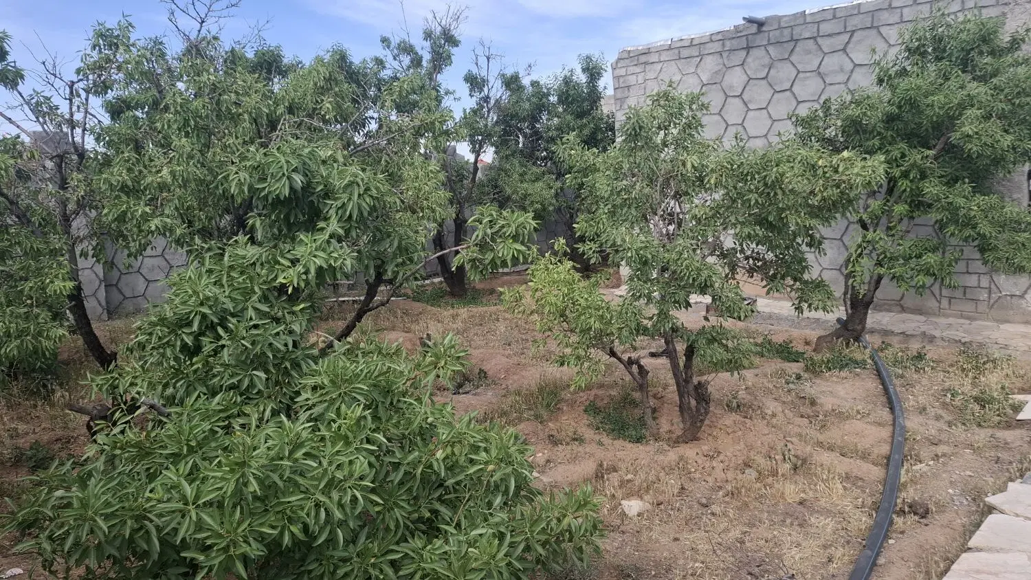 باغ 570متر جلال اباد