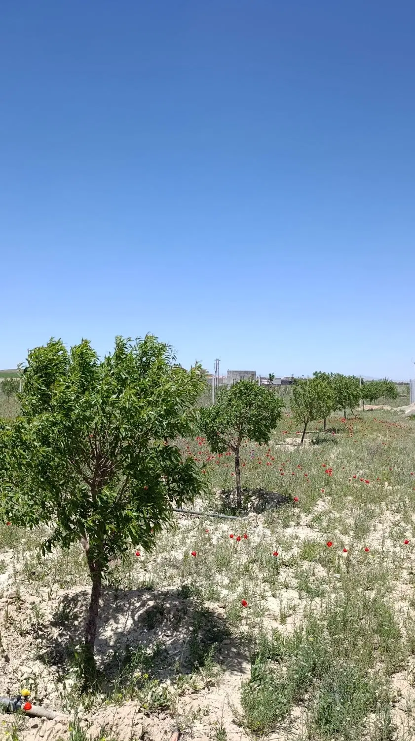 زمین باغی در شورین