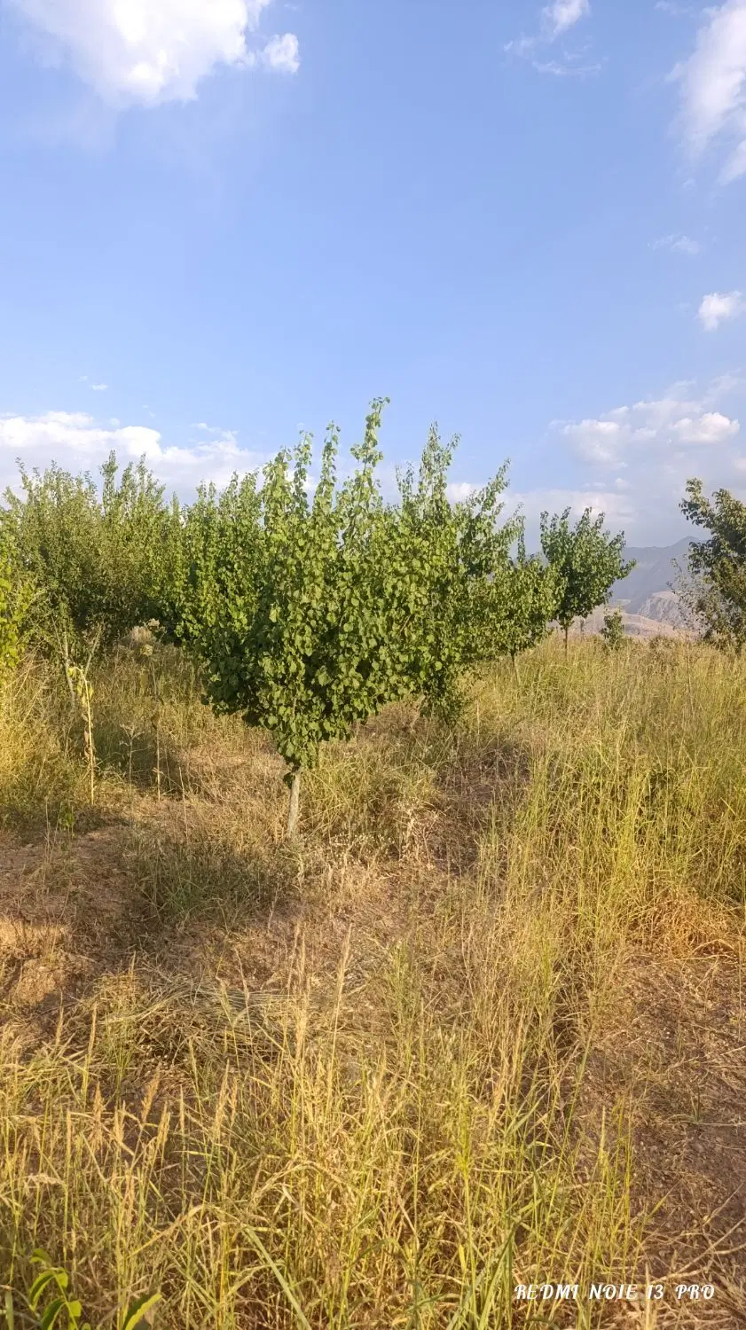 باغ 1000متری در چغادون