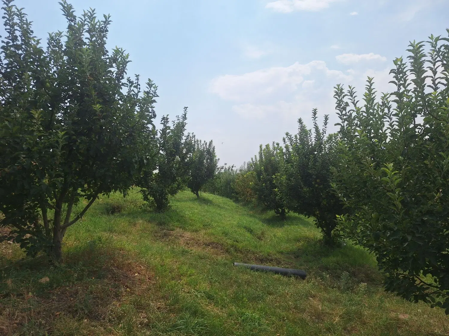 فروش باغ پمپاژ هولاسو