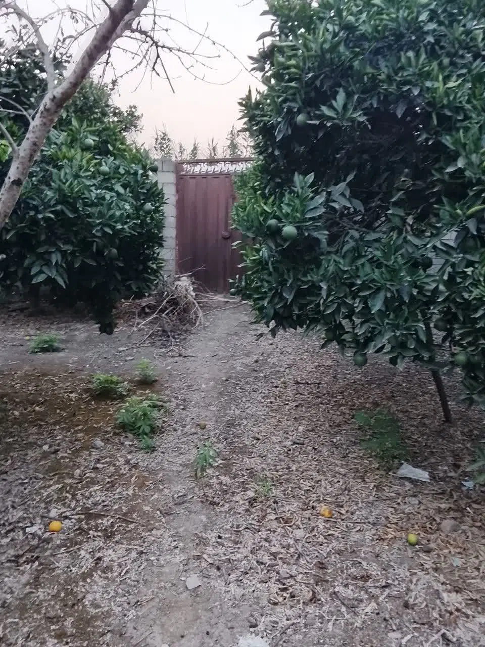 زمین باغی تجاری مسکونی