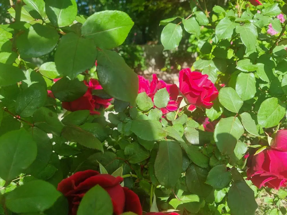 ملوسجان منطقه ای خوش آب و هوا