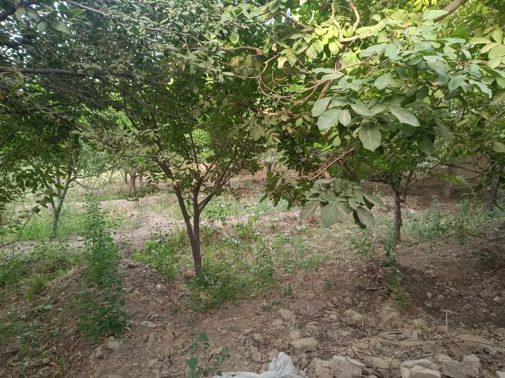 باغ قدیمی_ساخت و سرمایه گذاری_دو بر_مالک
