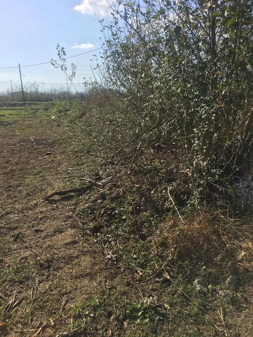 فروش زمین باغی