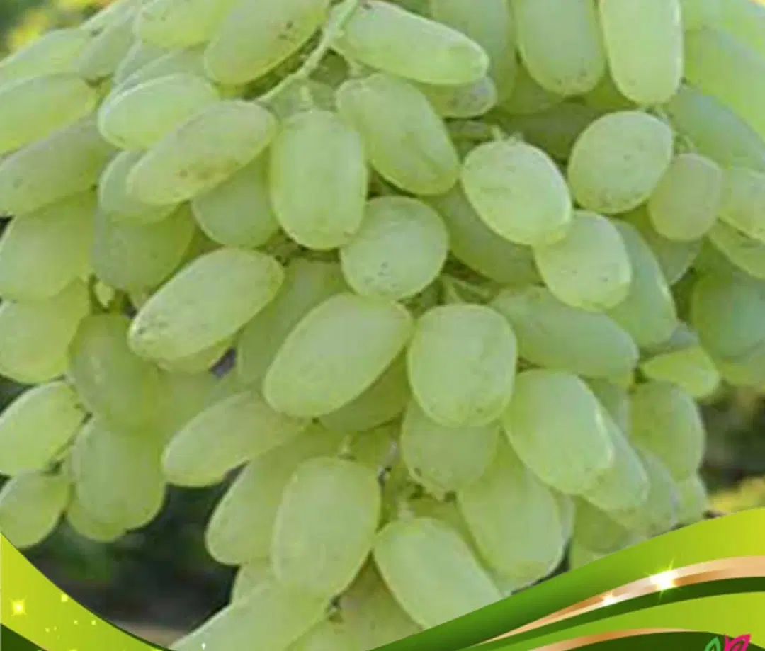 باغ مرزیجران
