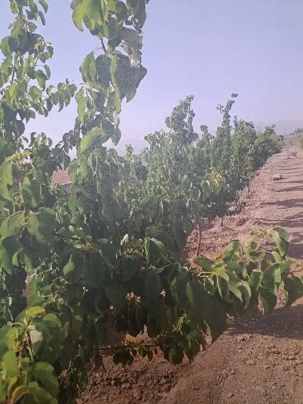 باغ واقع در نهضت آباد