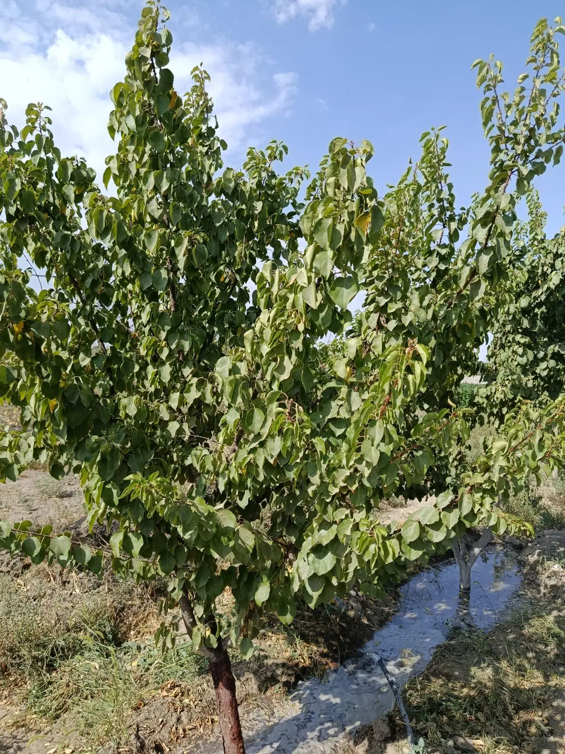 باغ ویلا معاوضه