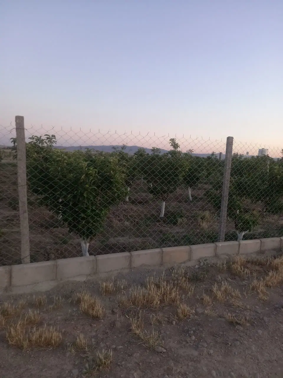 زمین ۳۰۰ متری ( تنکمان )