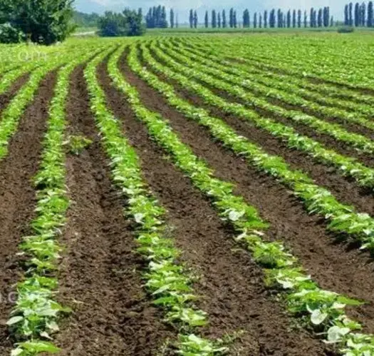 فروش زمین کشاورزی