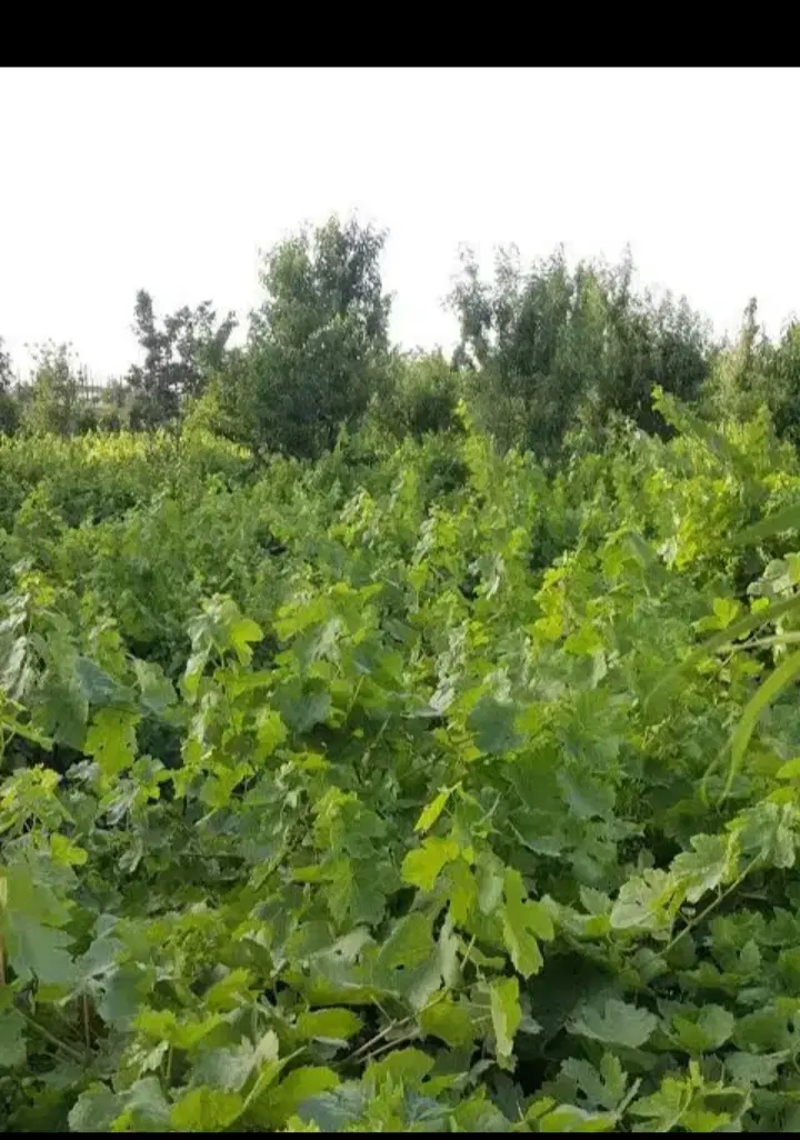 زمین کشاورزی