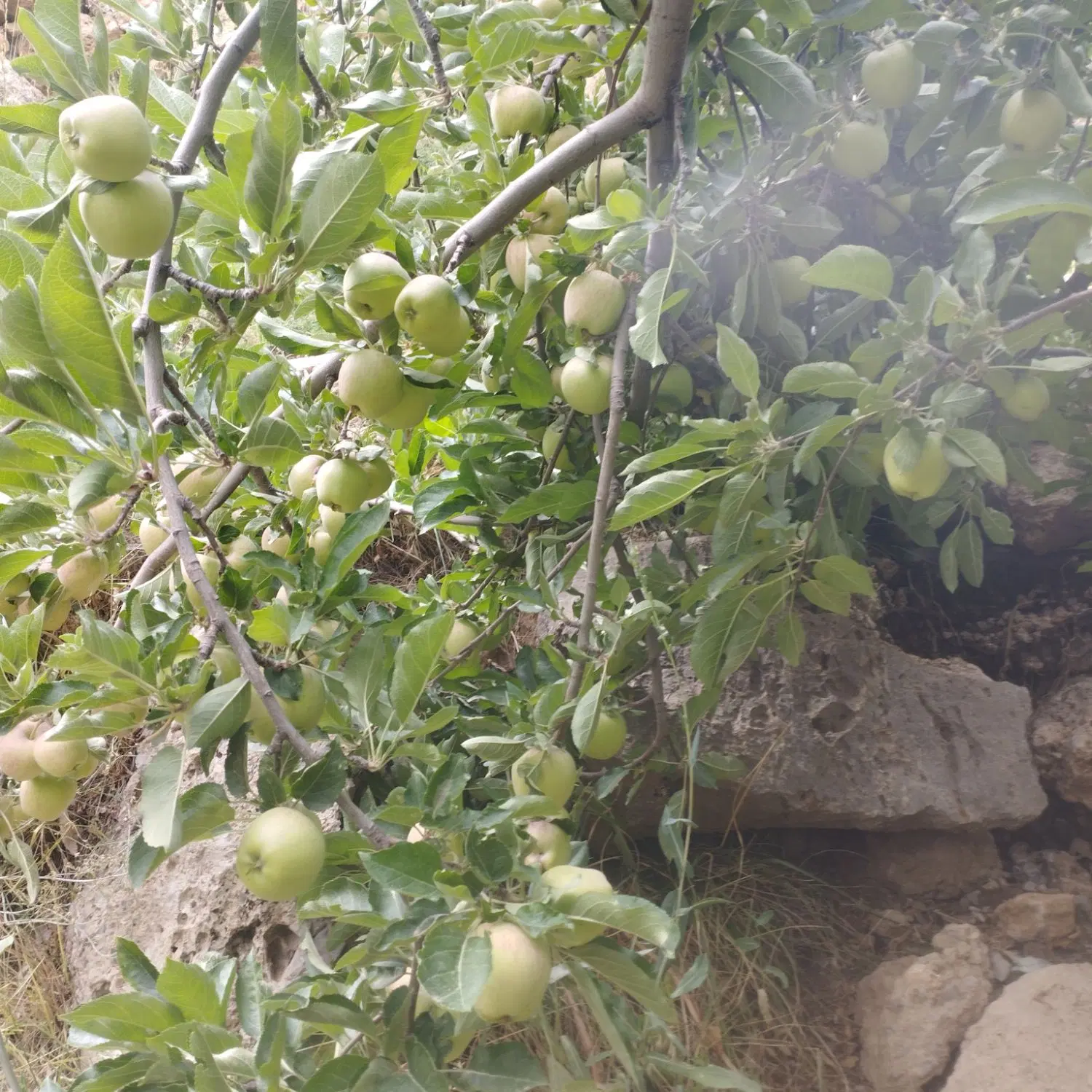 فروش زمین کشاورزی بهترین لوکیشن منطقه روستای کروه