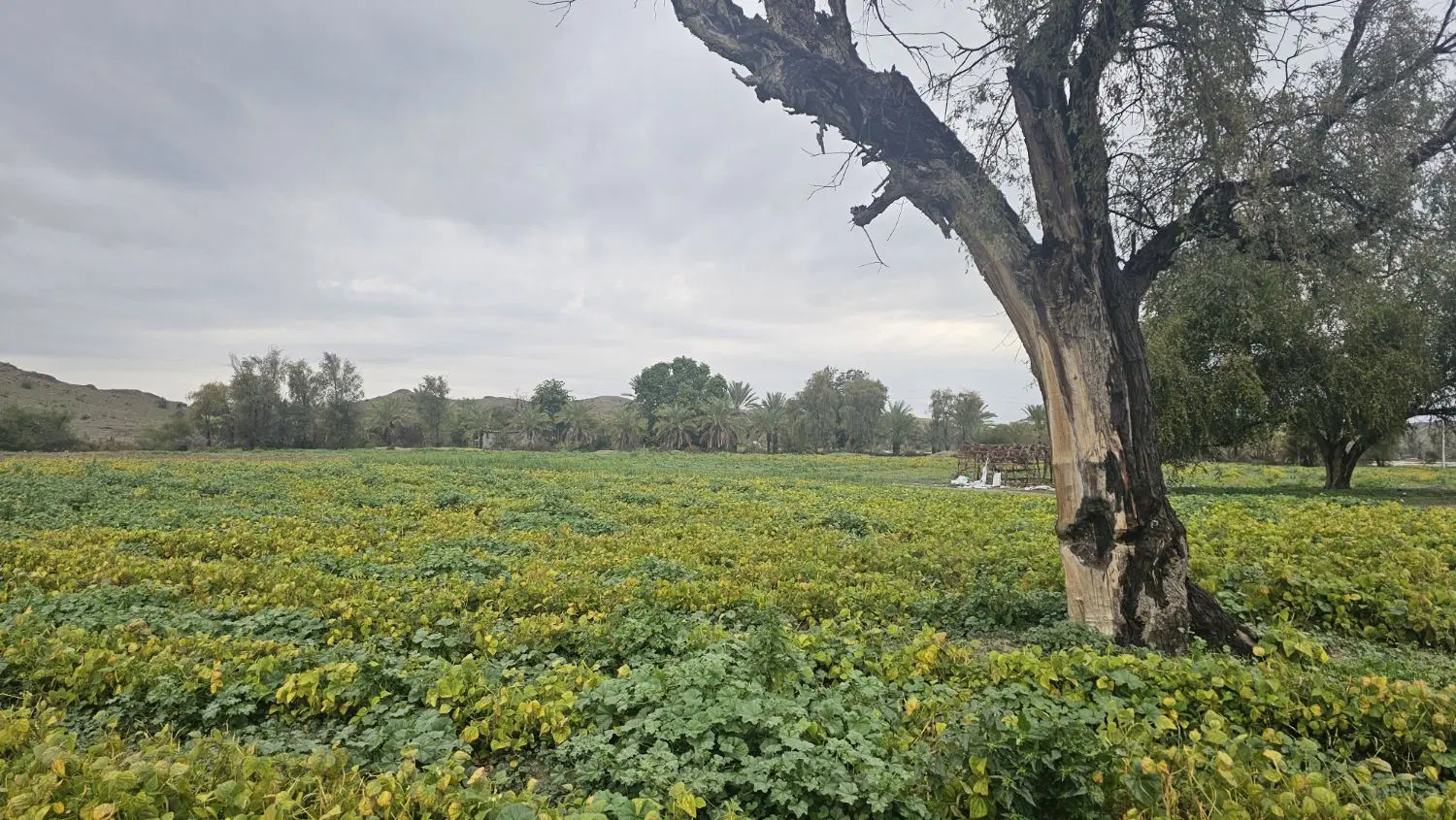 اجاره زمین کشاورزی