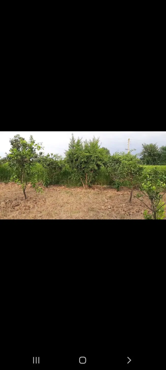 زمین شالیزاری وباغ وخونه باغ